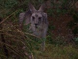 Blue Mountains, Wild Kangaroos Blue Mountains, Wild Kangaroos