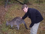 Blue Mountains, Wild Kangaroos, but they could still be petted Blue Mountains, Wild Kangaroos, but they could still be petted