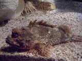 Sydney Aquarium was huge. It had a very large aquarium with tunnels going through it that you could walk through. Sydney Aquarium was huge. It had a very large aquarium with tunnels going through it that you could walk through.