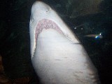 Shark overhead in Sydney Aquarium. Shark overhead in Sydney Aquarium.