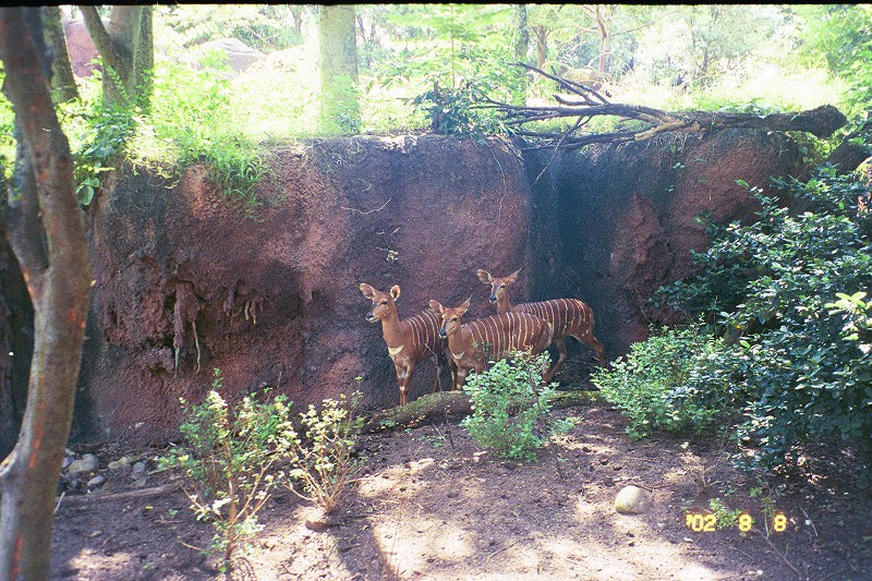 Safari at Animal Kingdom Disney World