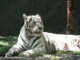 White Tigers in Las Vegas, the Mirage