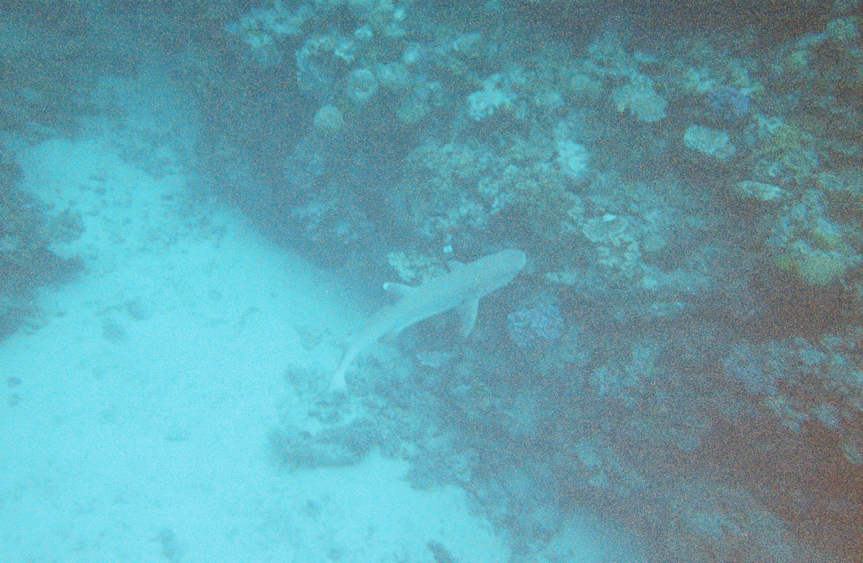 A shark swam by right after some scuba divers swam in the same place