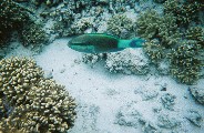 A parrot fish