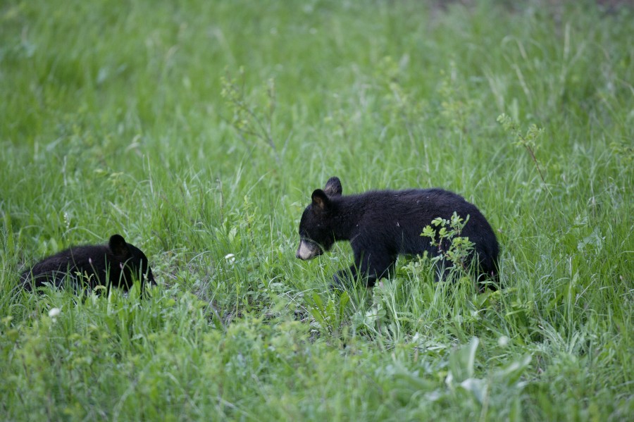 Black Bear Cubs in Yellowstone