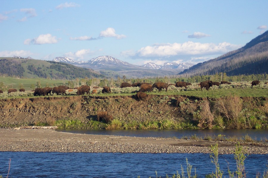 Buffalo in Lamar Valley