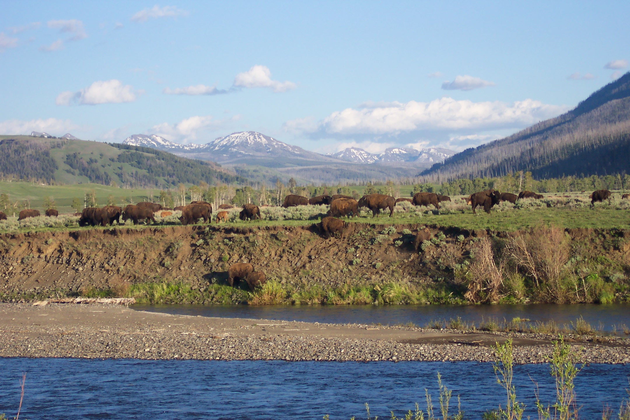 Buffalo in Lamar Valley, north east Yellowstone