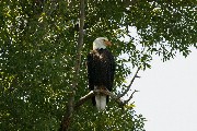 An Eagle in a tree Grand Teton National Park