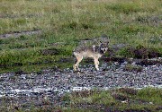 A wolf, Yellowstone National Park