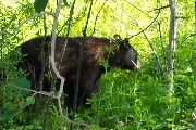 Black Bear only 10 yards away