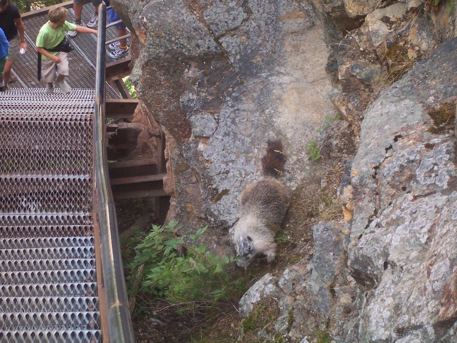 A marmot