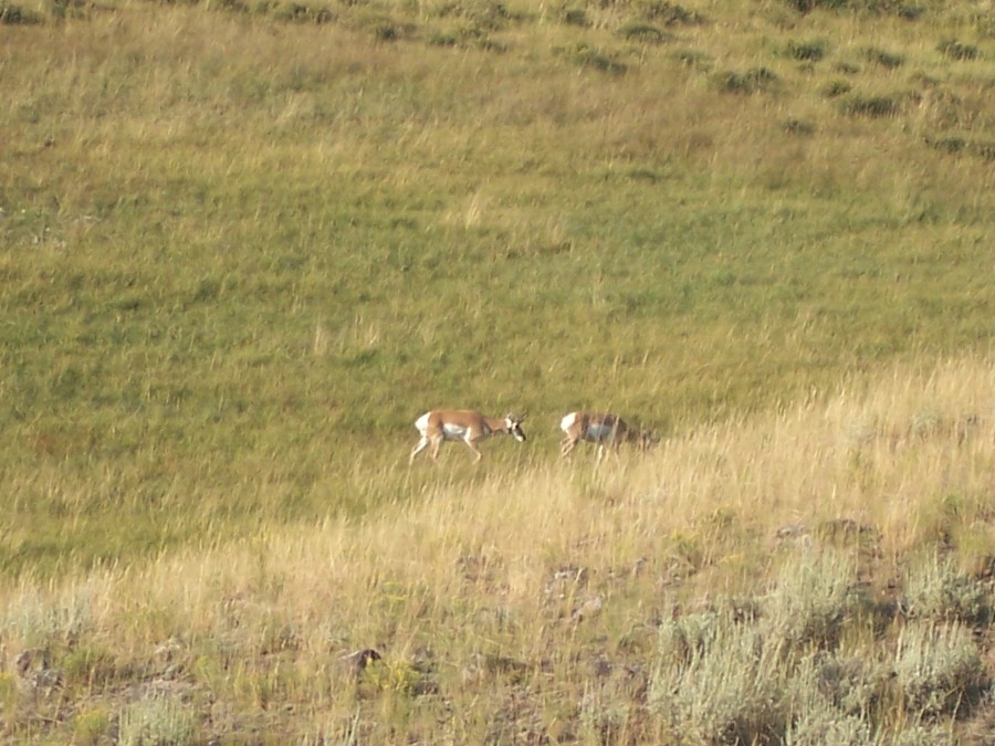 Pronghorn Antelope