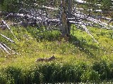 Coyote in the grass