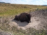 A buffalo (correct name is bison)