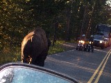 Buffalo on the road