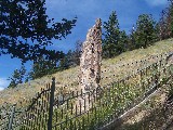 Petrified tree, redwood fossil