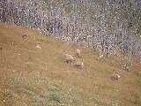 Female Bighorn Sheep on Mount Washburn, they look like goats.