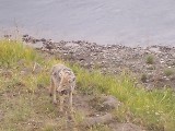 Coyote eating a rodent