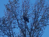 Bald Eagle in tree