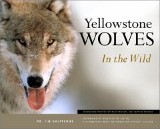 Yellowstone Wolves