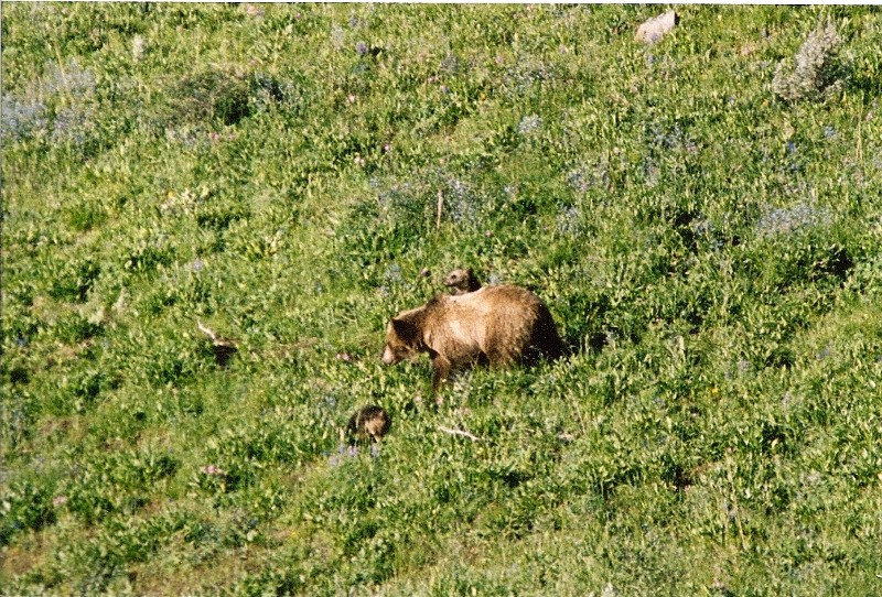 Grizzly with cubs, antelope valley (Photo by Frank Jordan)