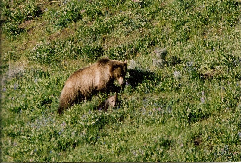 Grizzly with cubs, antelope valley (Photo by Frank Jordan)