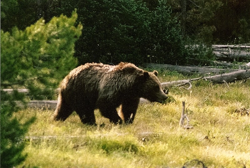 Grizzly #399 (Photo by Frank Jordan)