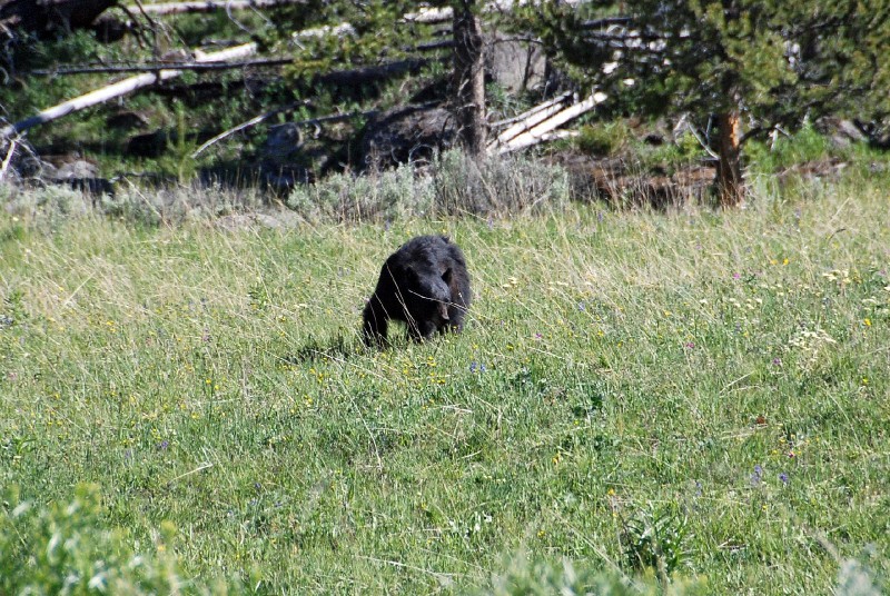 Black bear (Photo by Goncalves)