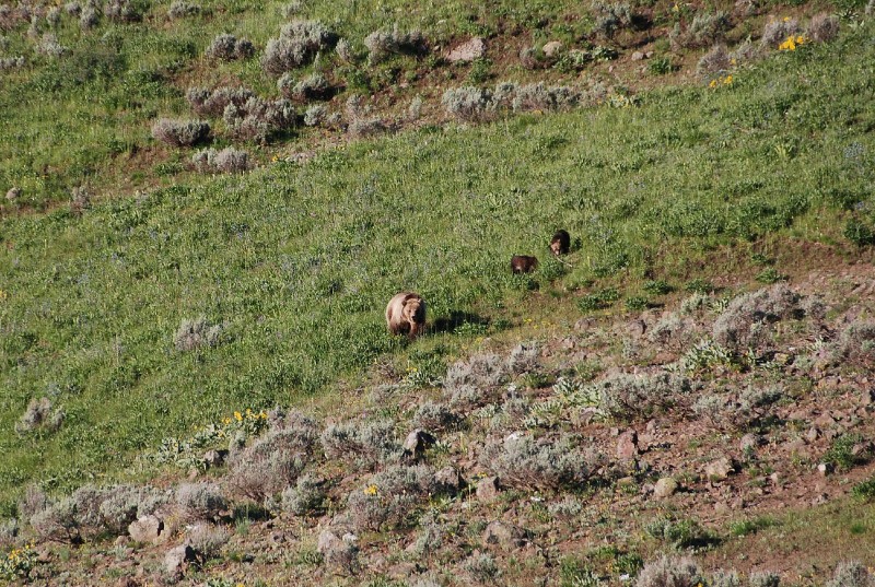 Grizzly Bear (Photo by Goncalves)