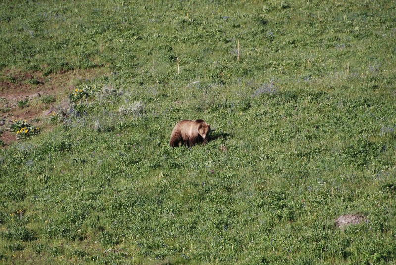 Grizzly Bear (Photo by Goncalves)