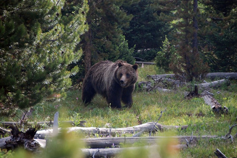 Grizzly Bear (Photo by Goncalves)