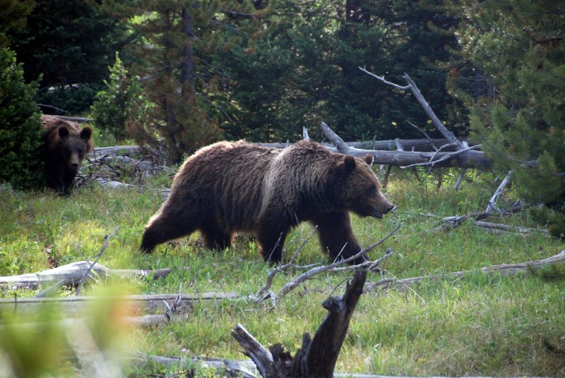 Grizzly Bears (Photo by Goncalves)