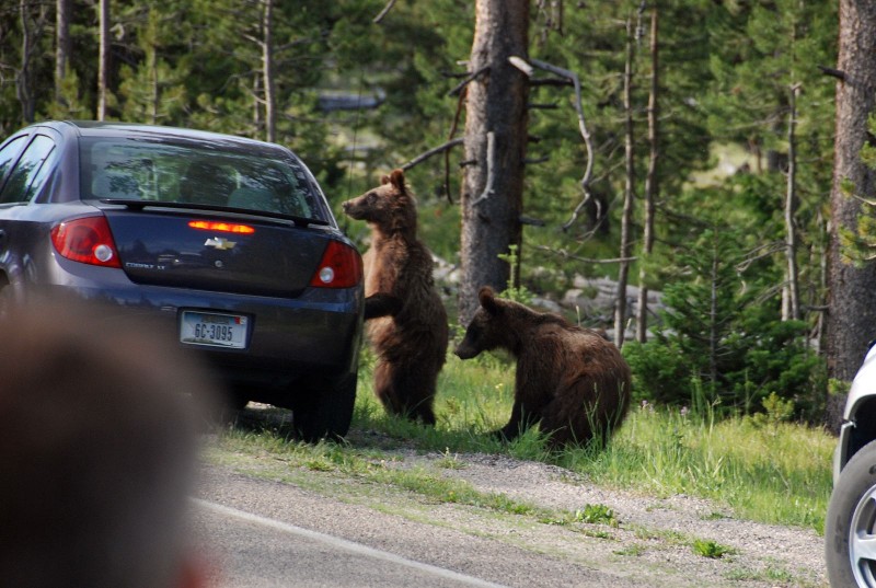 Grizzly Bears (Photo by Goncalves)