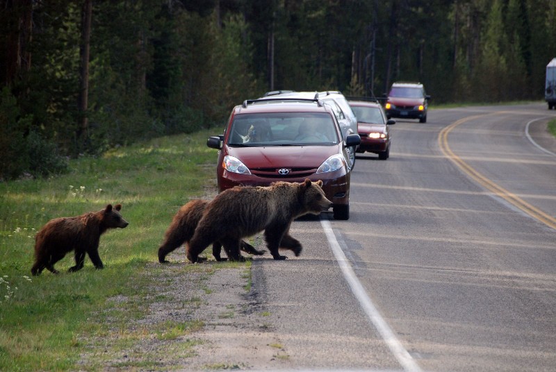 Grizzly Bears (Photo by Goncalves)