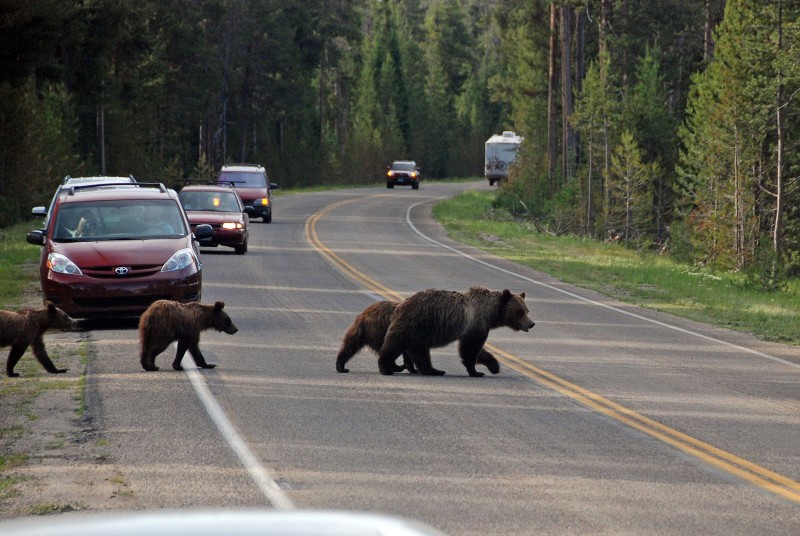 Grizzly Bears (Photo by Goncalves)