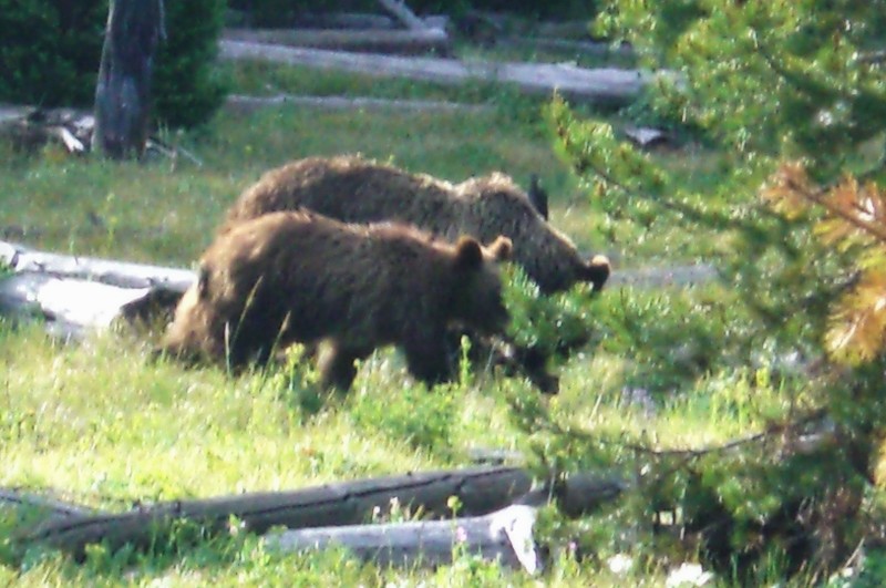 Grizzly Bear (Photo by Hext)