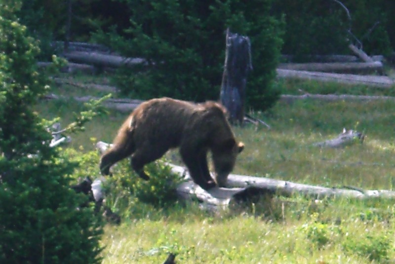 Grizzly Bear (Photo by Hext)