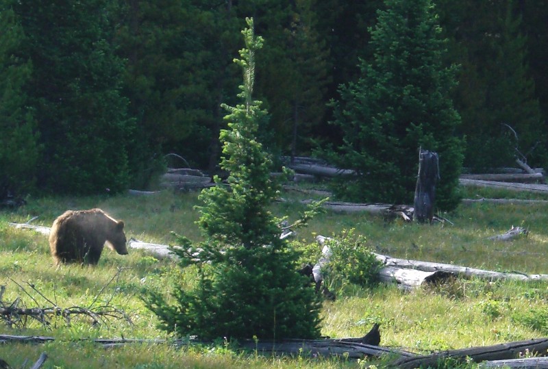 Grizzly Bear (Photo by Hext)