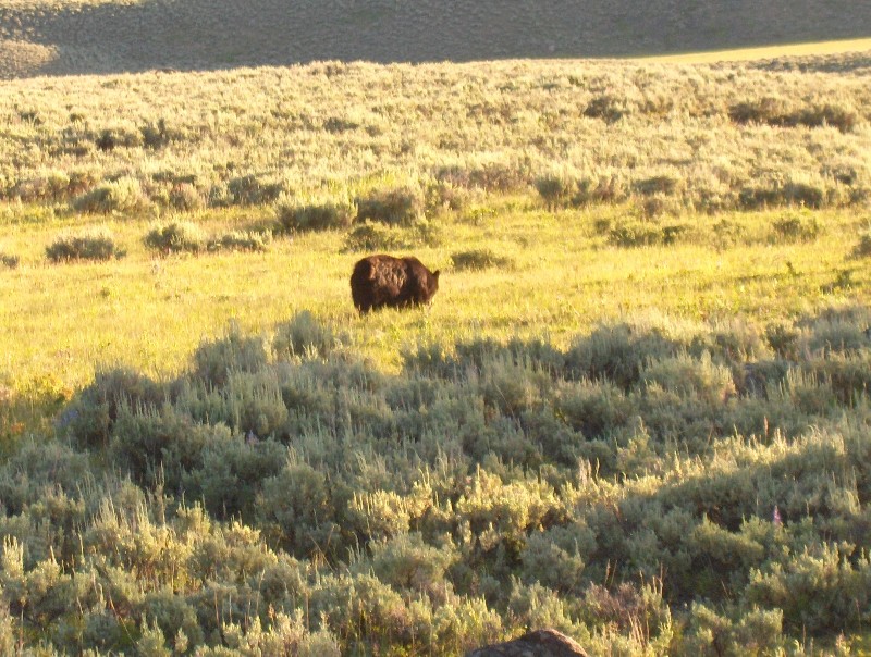 Bear (Photo by Weinstein)