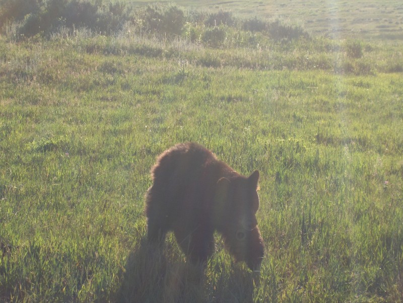 Bear (Photo by Weinstein)