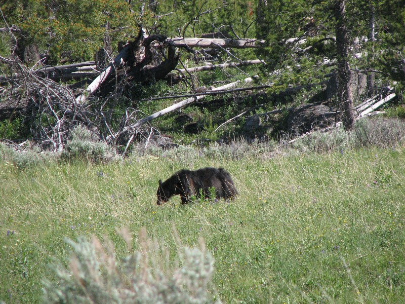 Blackbear (Photo by Wikmans)