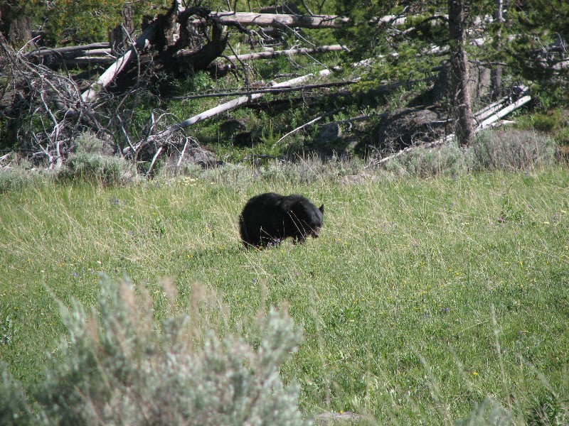 Blackbear (Photo by Wikmans)