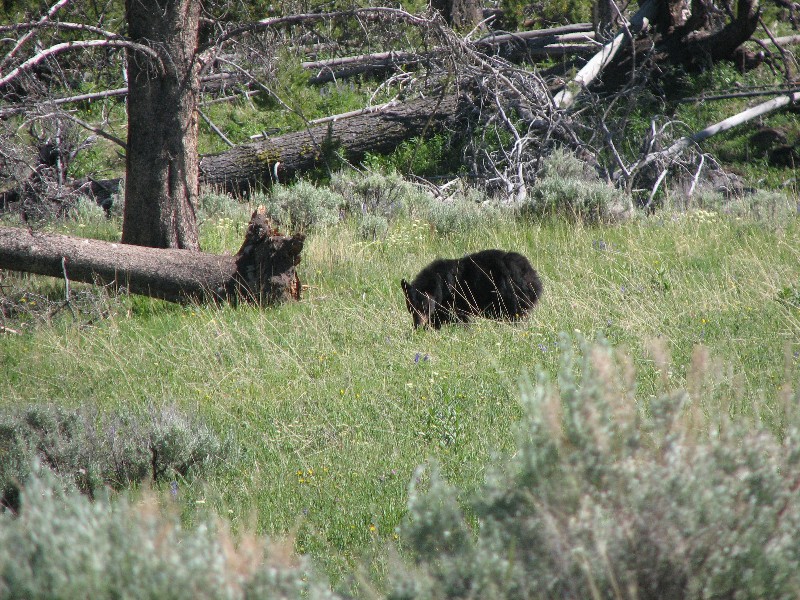 Blackbear (Photo by Wikmans)