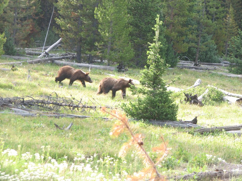 Grizzly Bear (Photo by Wikmans)