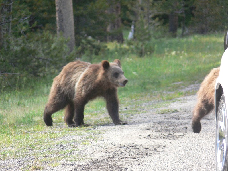 Grizzly Bear cubs (Photo by Ondracek)