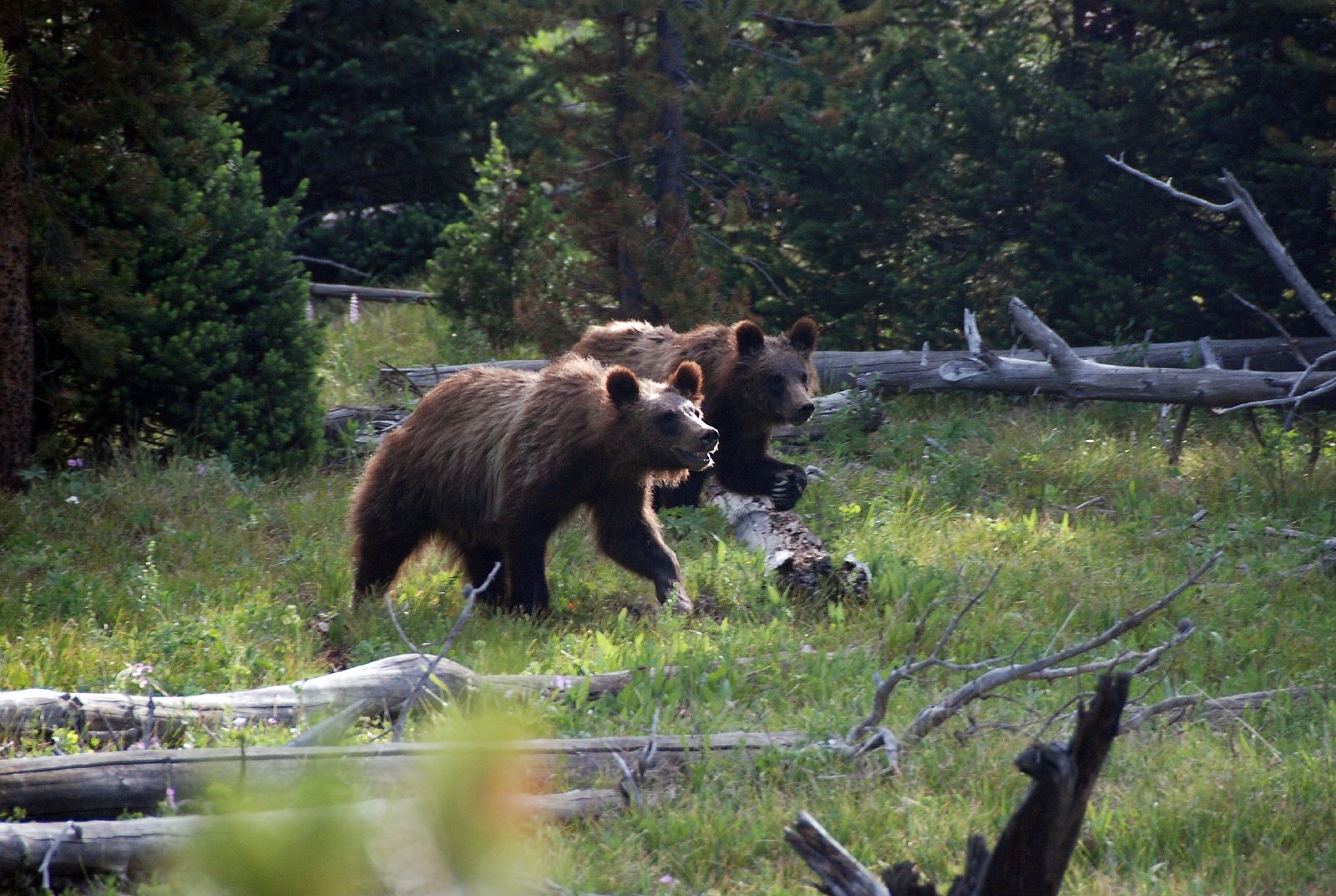 Grizzly Bears (Photo by Goncalves)
