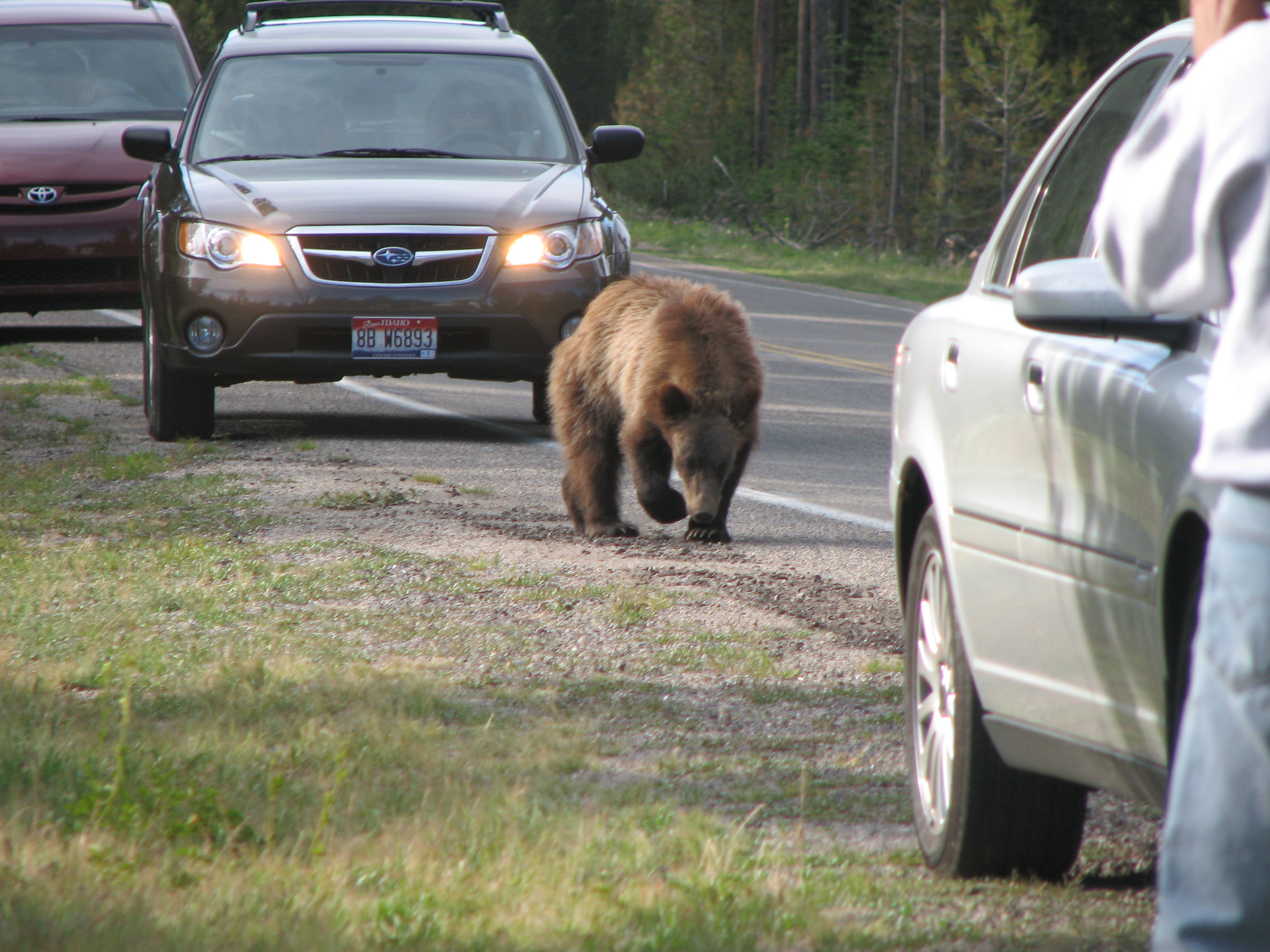 Grizzly Bear (Photo by Wikmans)