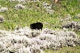 Black Bear (Photo by Frank Jordan)