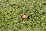 Grizzly with cubs, antelope valley (Photo by Frank Jordan)