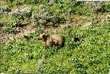 Grizzly with cubs, antelope valley (Photo by Frank Jordan)